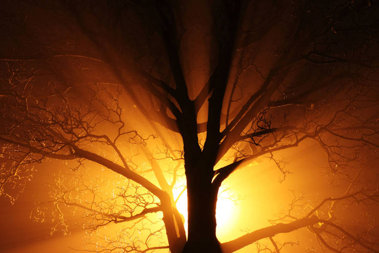 Photo - Rays of Light Through Tree Branches